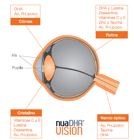 NuaDHA VISION - DHA y Ácido R-Lipoico - Especial salud ocular